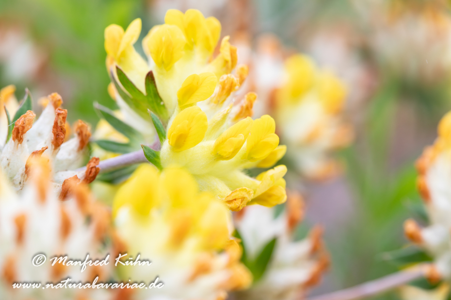 Wundklee (Echter)_0023