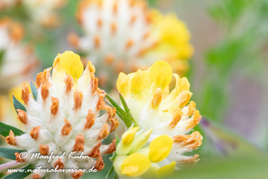 Wundklee (Echter)_0025