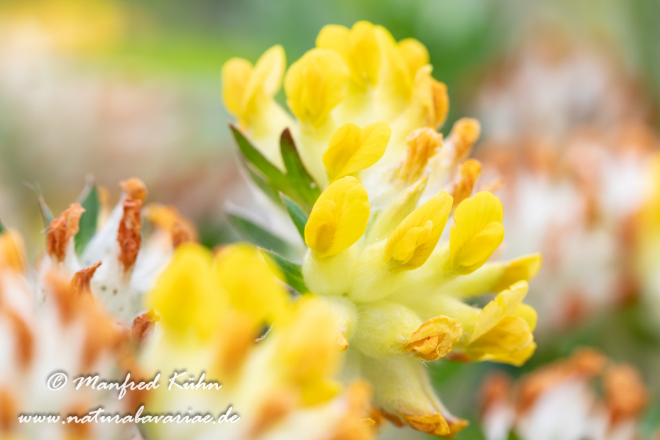 Wundklee (Echter)_0027