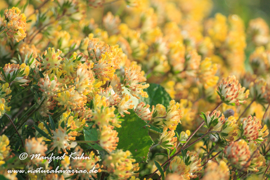 Wundklee (Echter)_0032