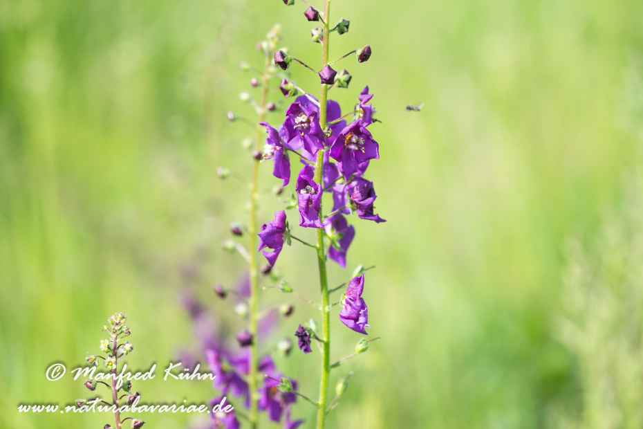 Königskerze (Violette)_0007