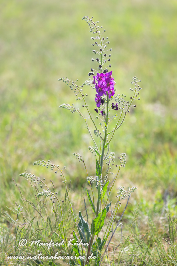 Königskerze (Violette)_0008