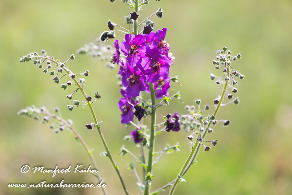 Königskerze (Violette)_0009
