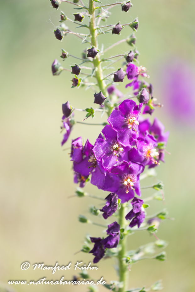Königskerze (Violette)_0014