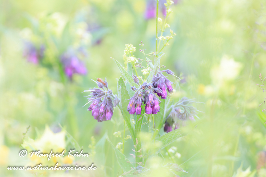 Beinwell ()_0013
