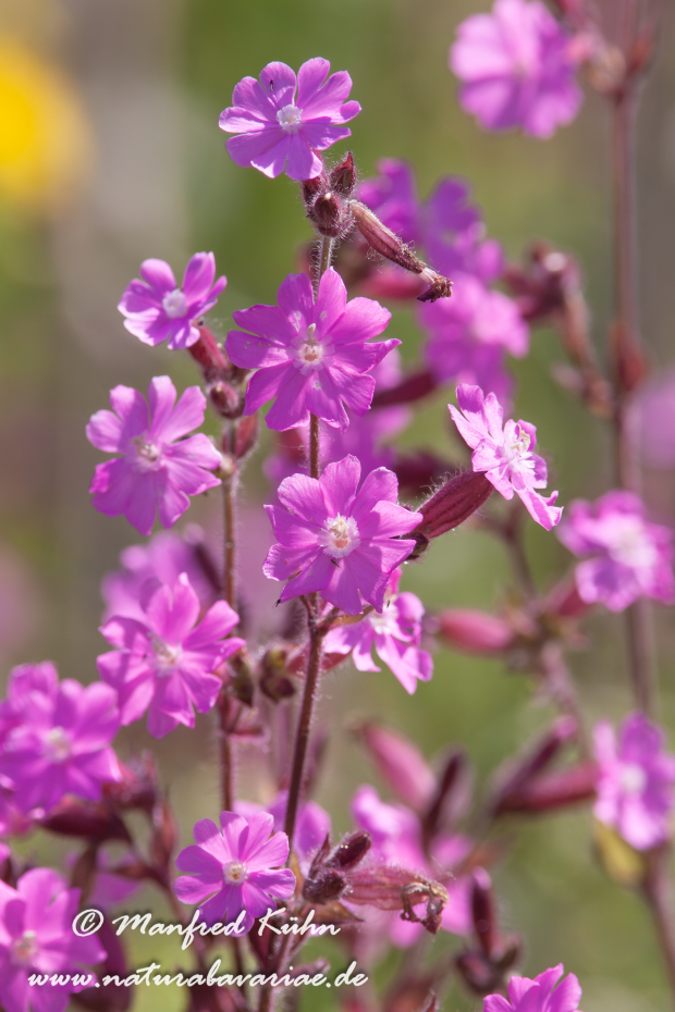 Lichtnelke (Rote)_0004