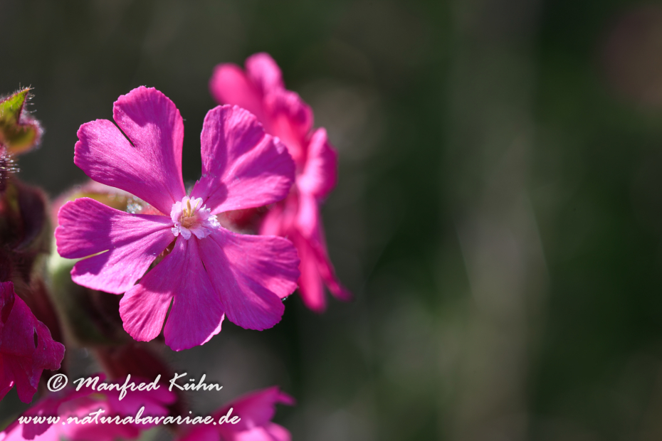 Lichtnelke (rote)_0011
