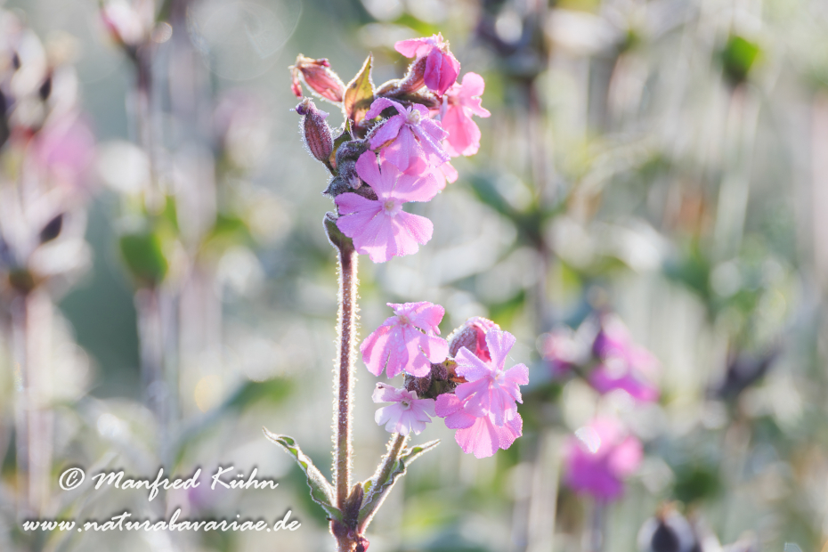 Lichtnelke (Rote)_0015