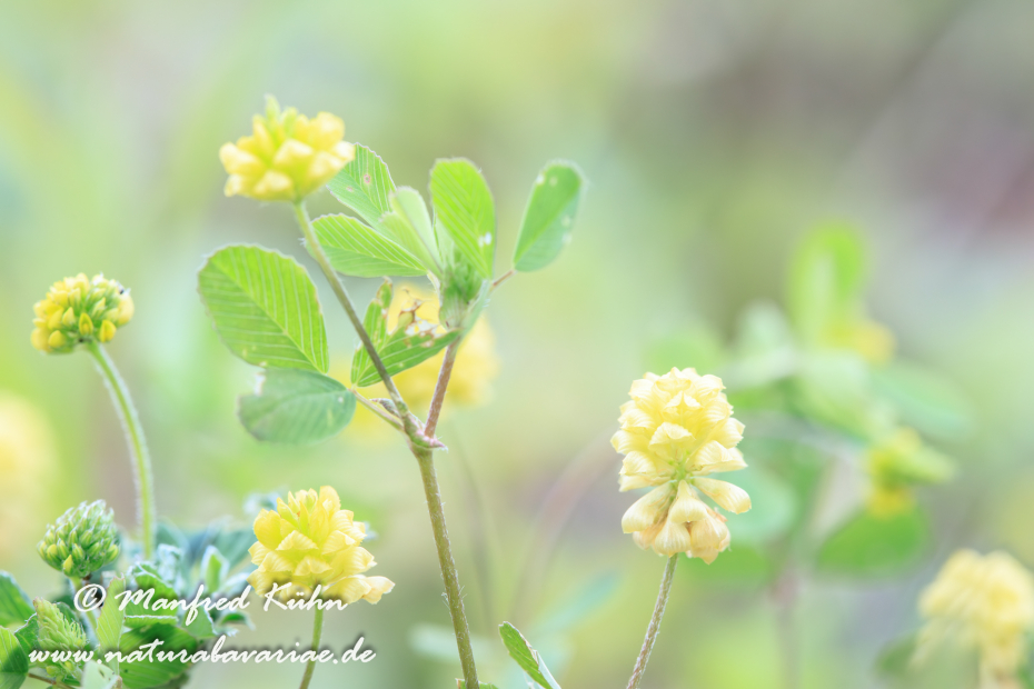 Klee (Hopfen-)_0001