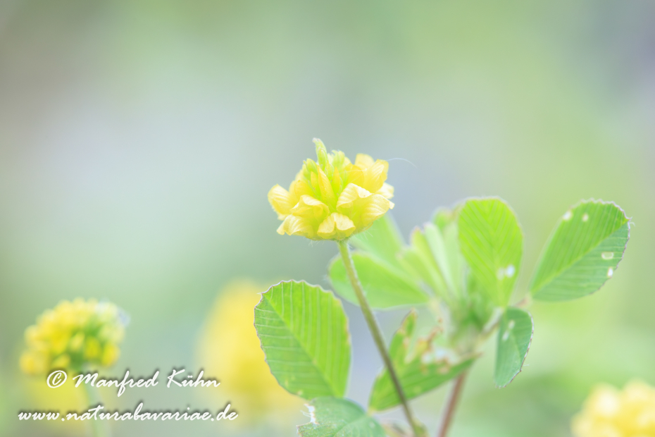 Klee (Hopfen-)_0003