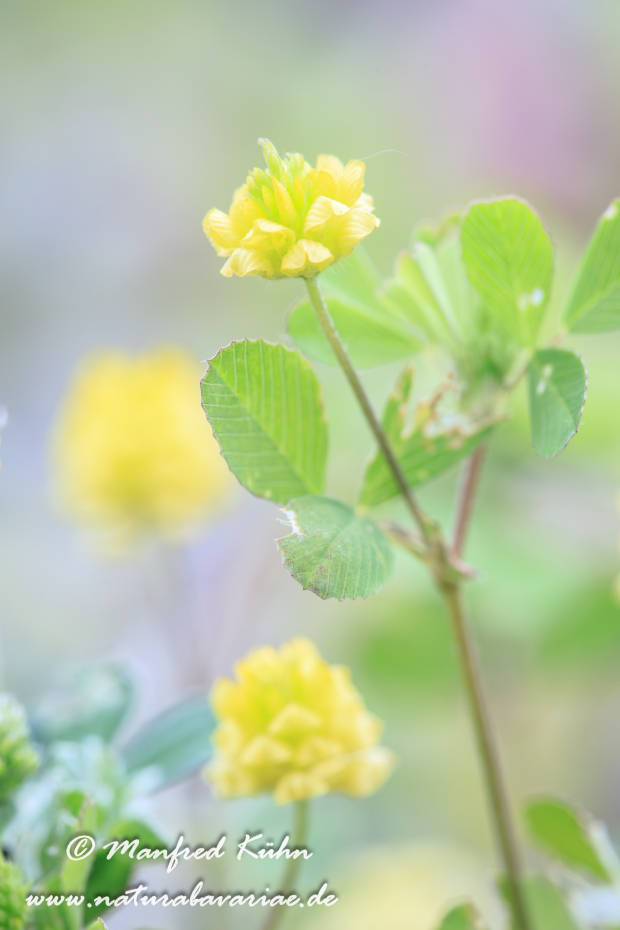 Klee (Hopfen-)_0006