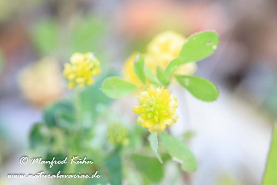 Klee (Hopfen-)_0007
