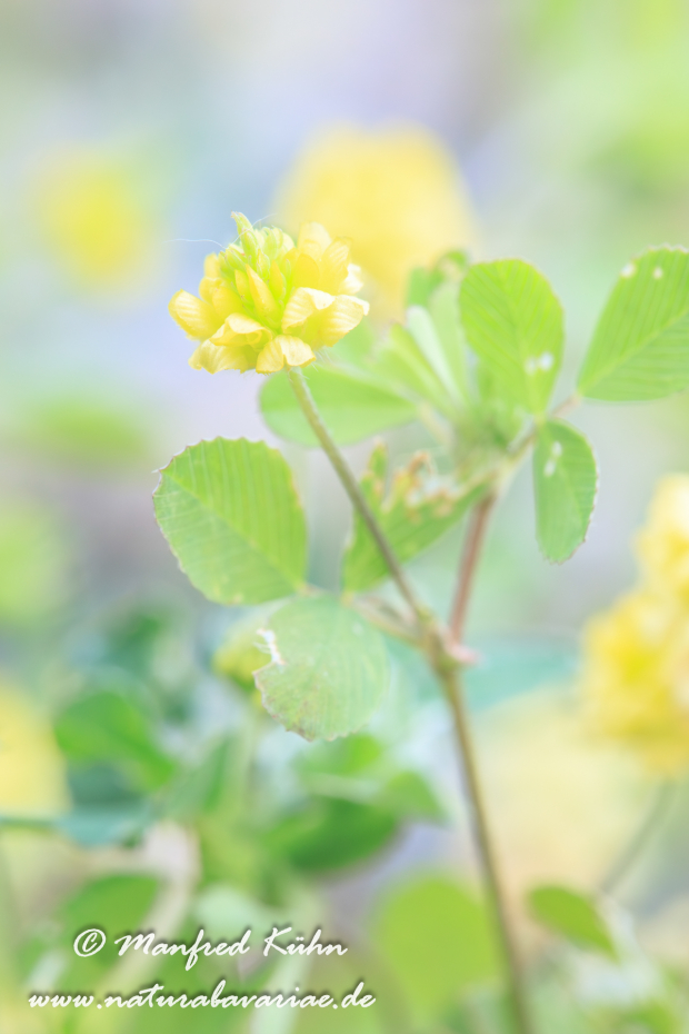 Klee (Hopfen-)_0009