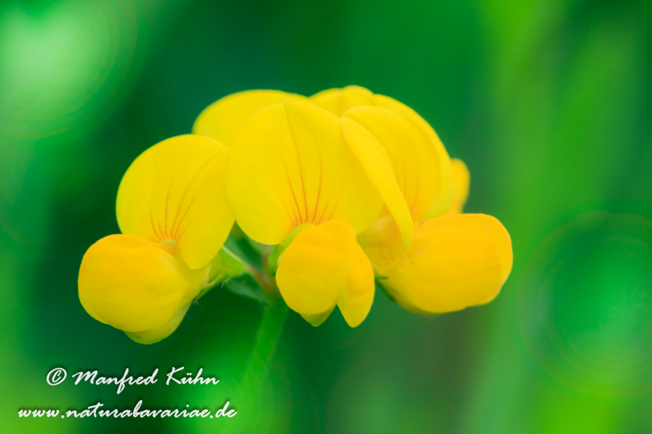 Klee (Horn-)_0001