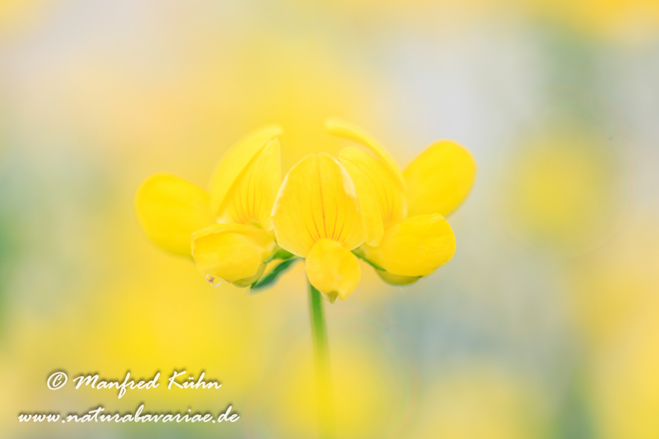 Klee (Horn-)_0005