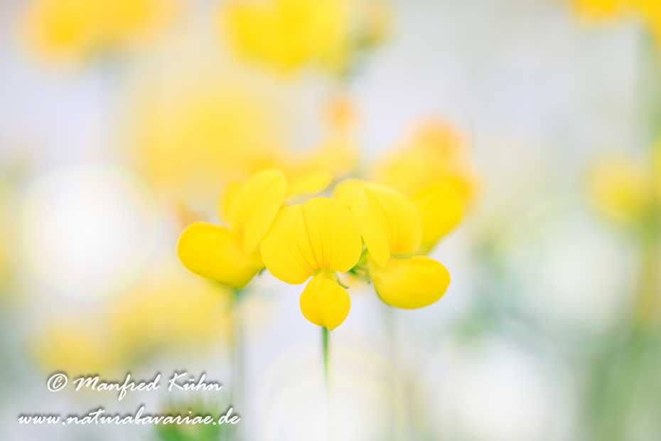 Klee (Horn-)_0007