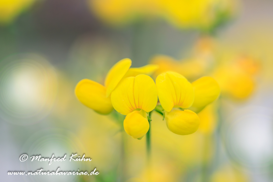 Klee (Horn-)_0009
