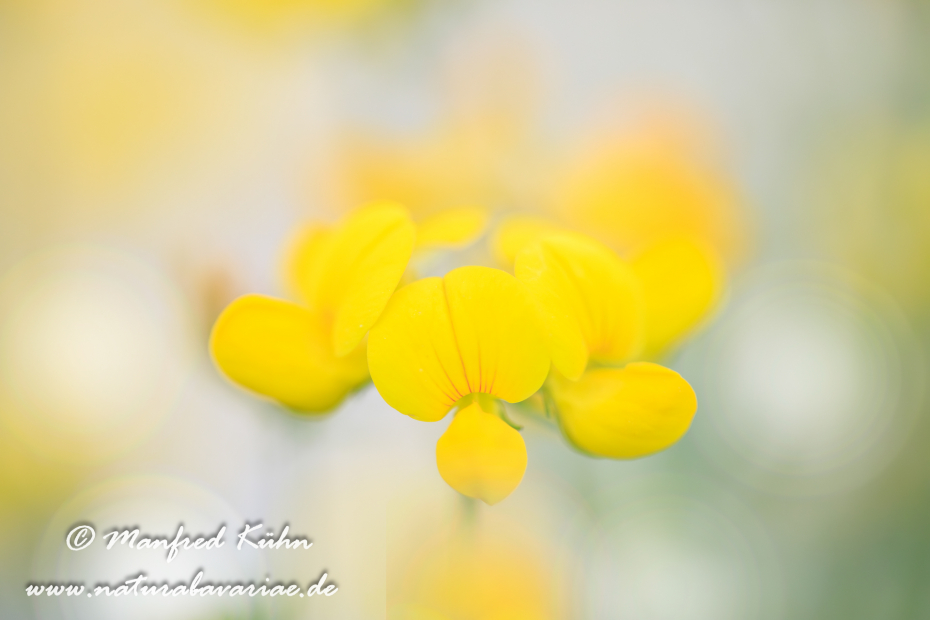 Klee (Horn-)_0011