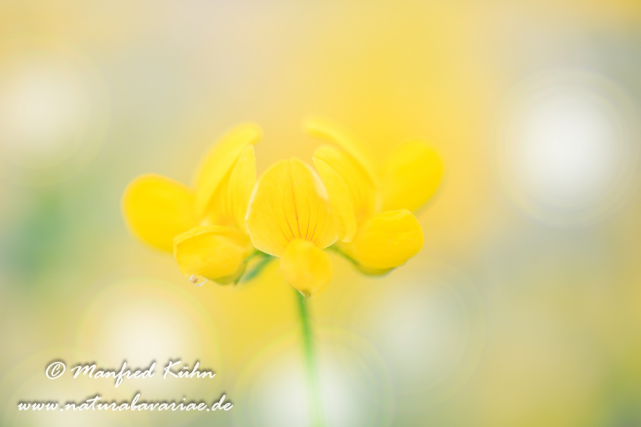 Klee (Horn-)_0014