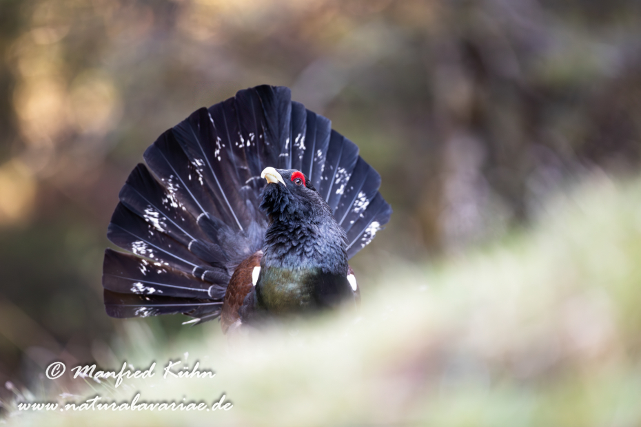 Auerhuhn ()_0063