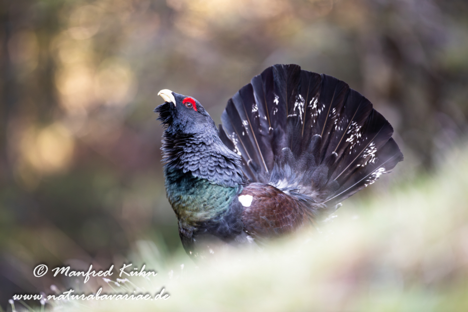 Auerhuhn ()_0068