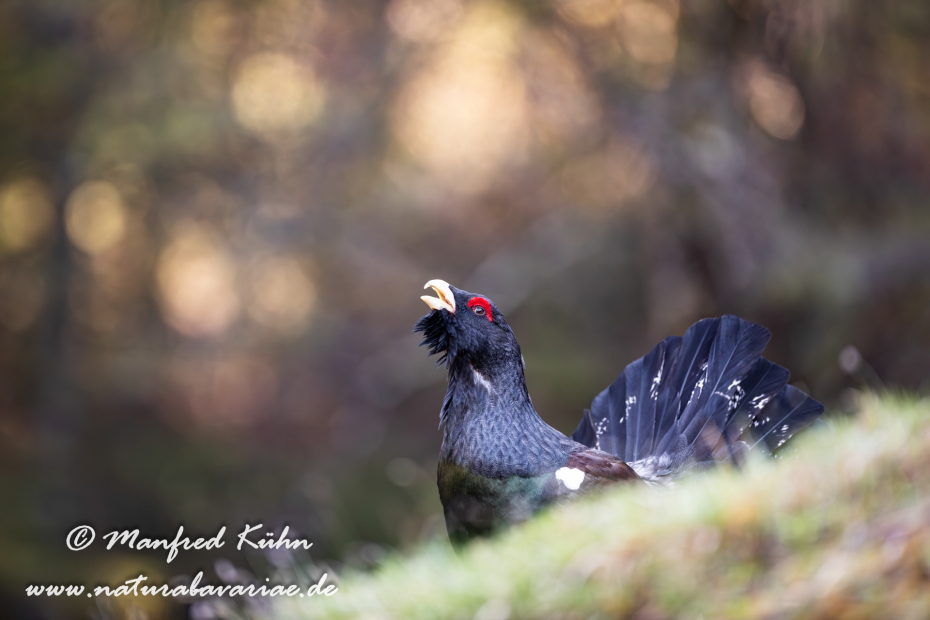 Auerhuhn ()_0077