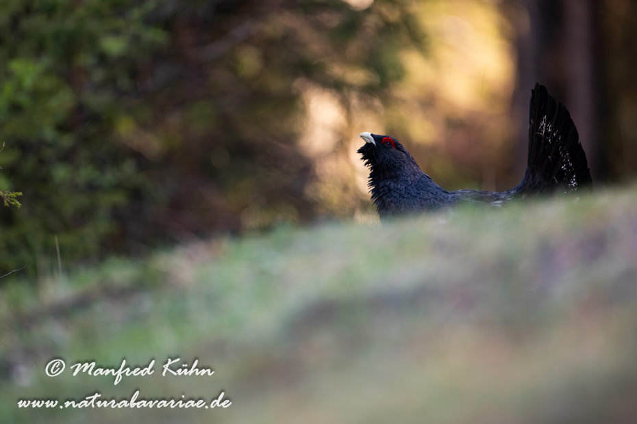 Auerhuhn ()_0096