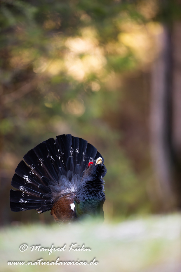 Auerhuhn ()_0122