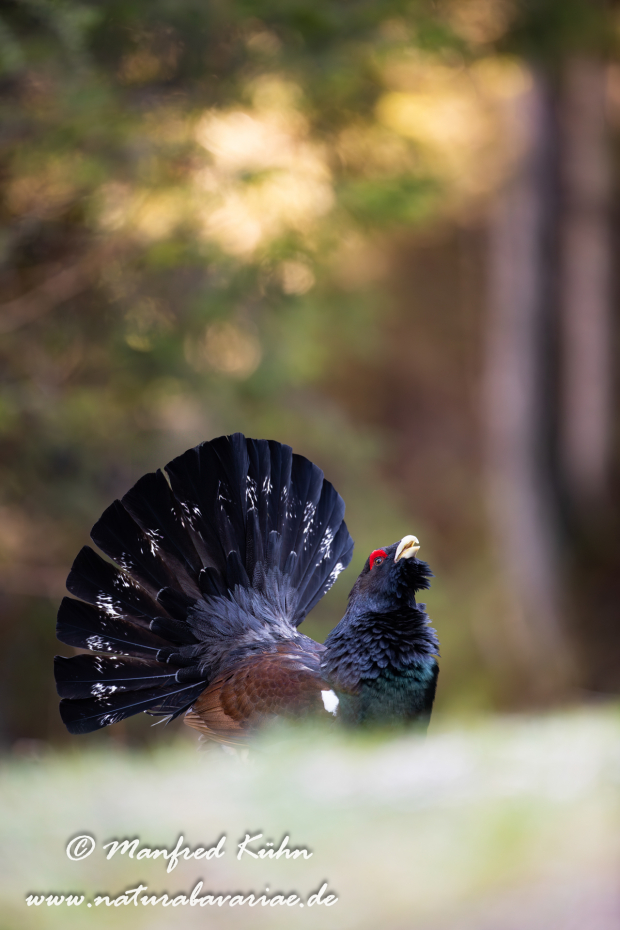 Auerhuhn ()_0123