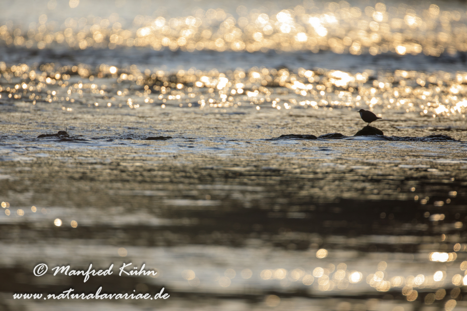 Wasseramsel ()_0014
