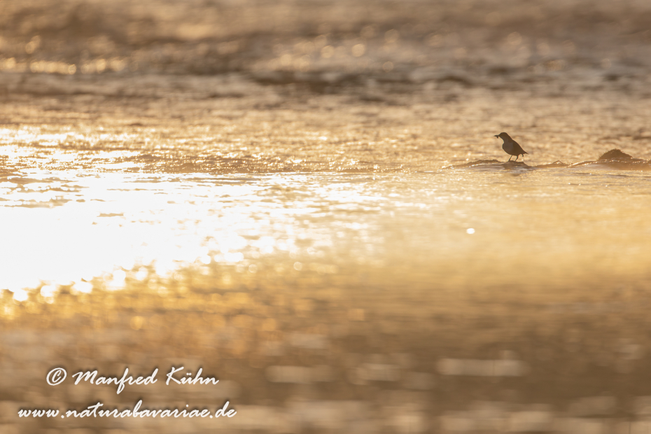 Wasseramsel ()_0016