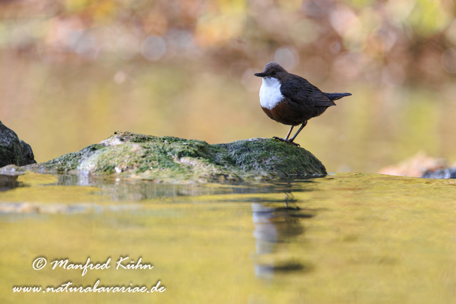 Wasseramsel ()_0068