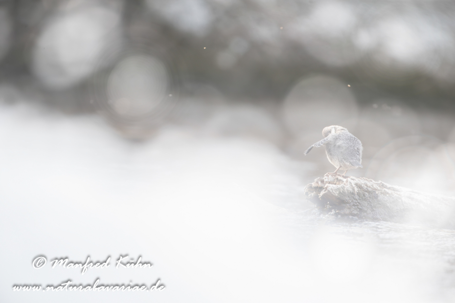 Wasseramsel ()_0106