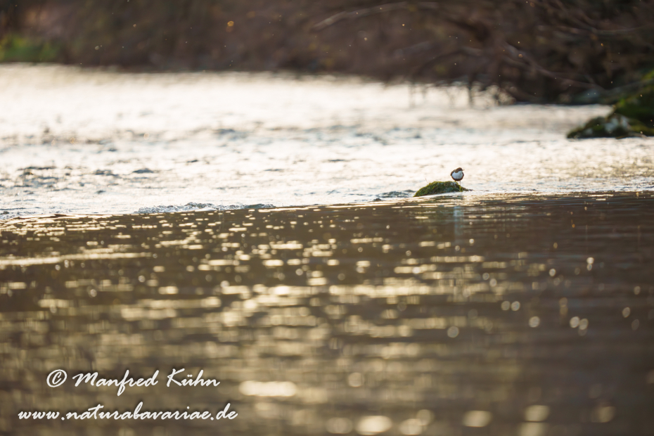 Wasseramsel ()_0414