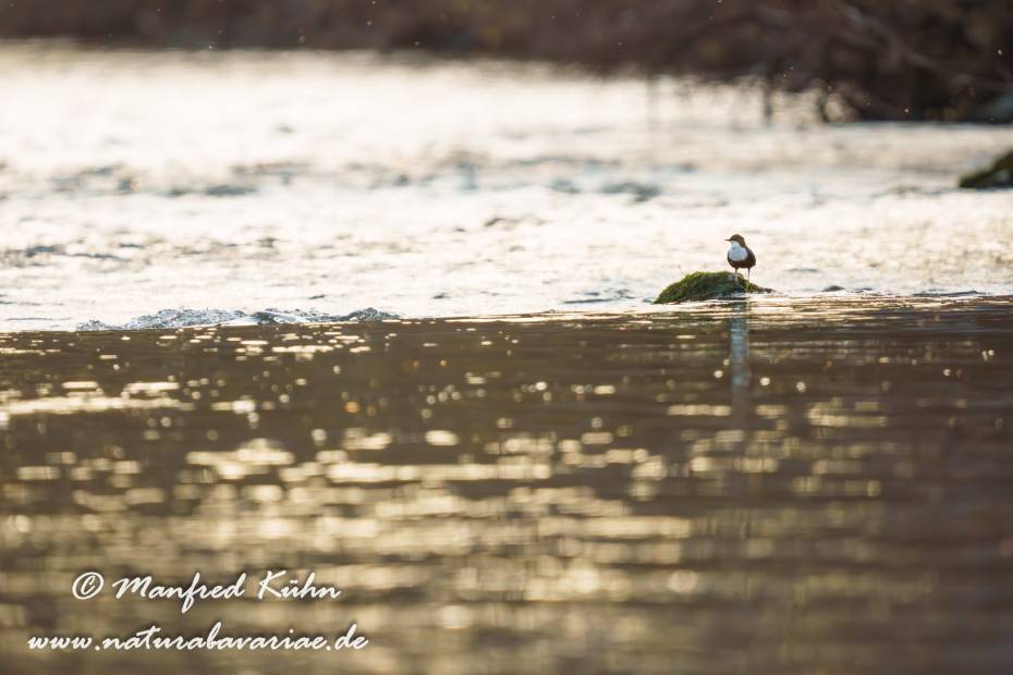 Wasseramsel ()_0416