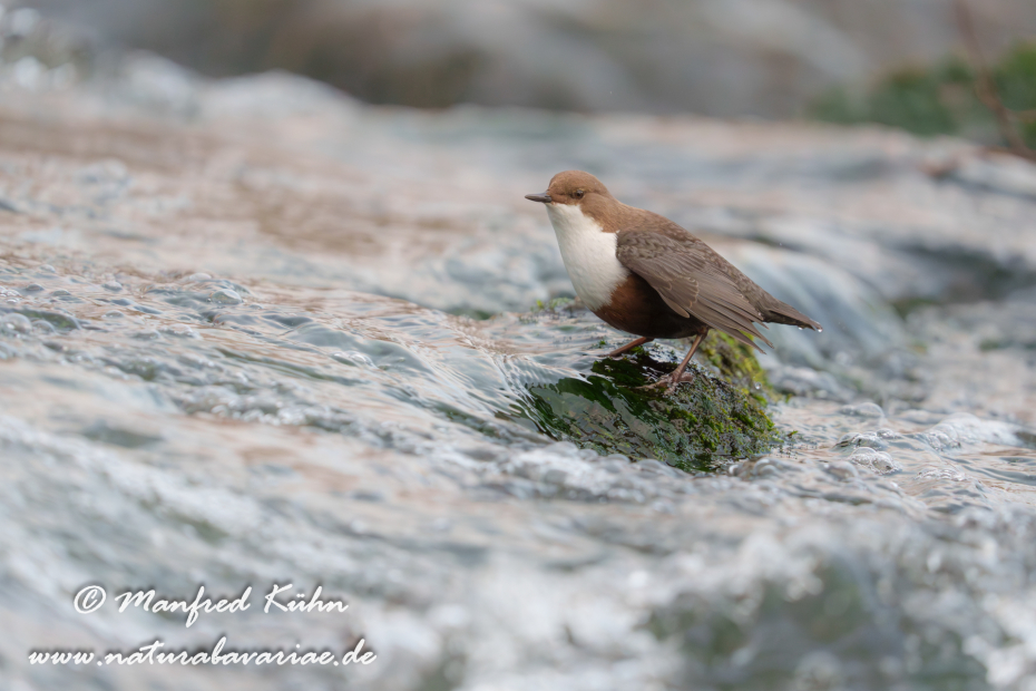 Wasseramsel ()_0604