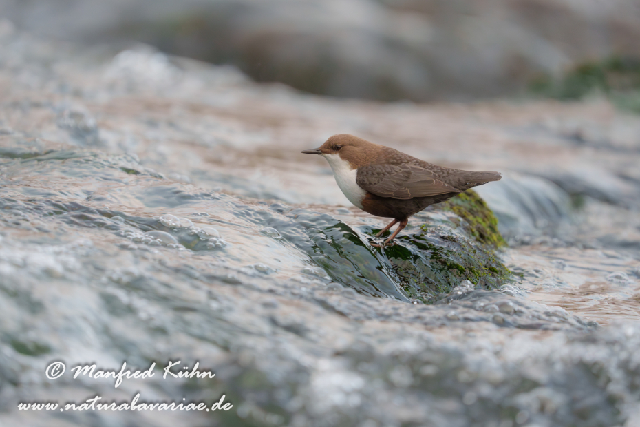 Wasseramsel ()_0607