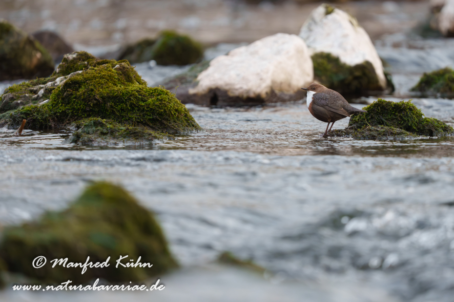 Wasseramsel ()_0611