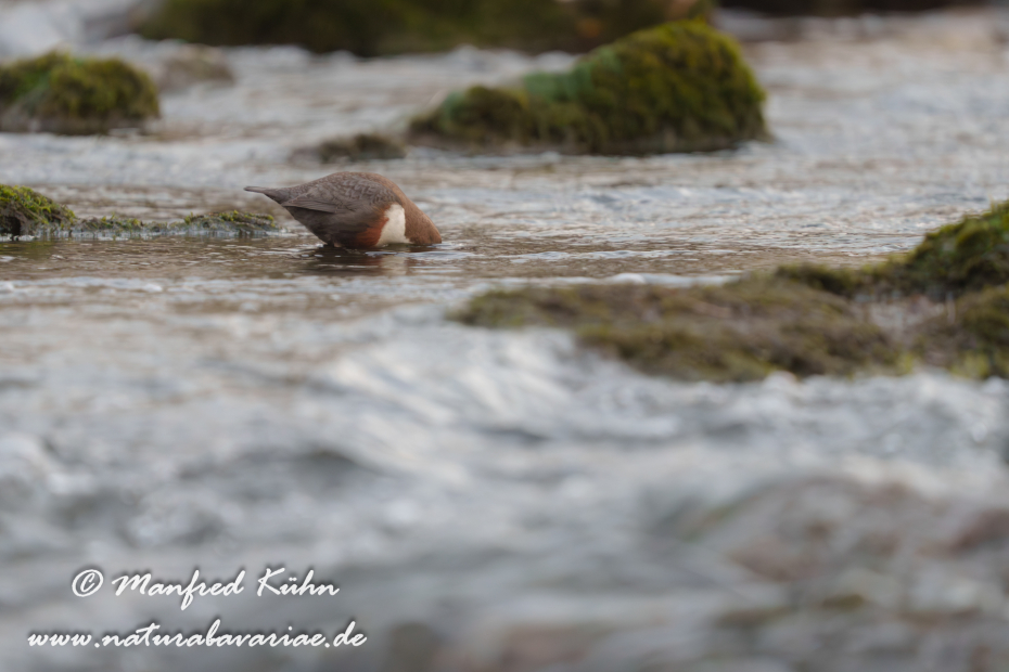 Wasseramsel ()_0615