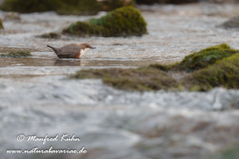 Wasseramsel ()_0616