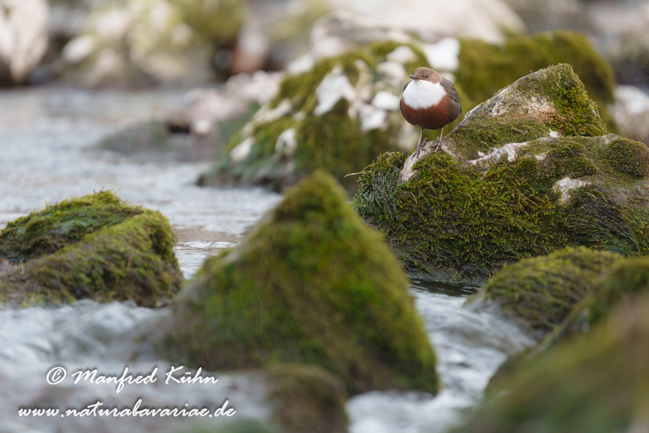 Wasseramsel ()_0618