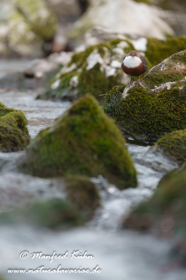 Wasseramsel ()_0620