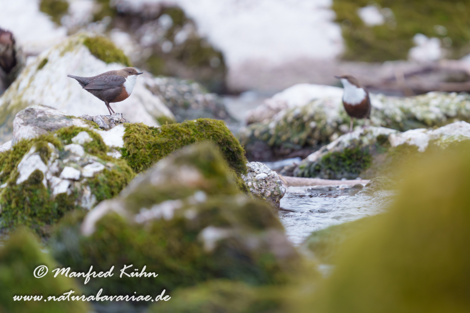 Wasseramsel ()_0635