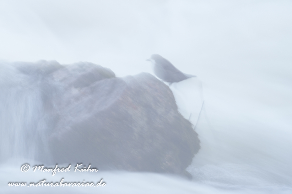 Wasseramsel ()_0636