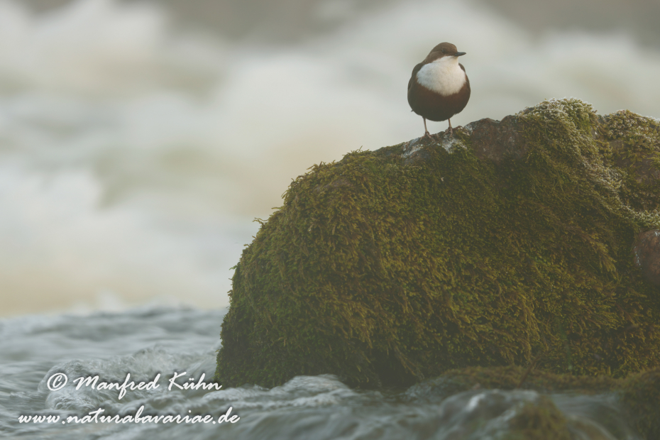 Wasseramsel ()_0651