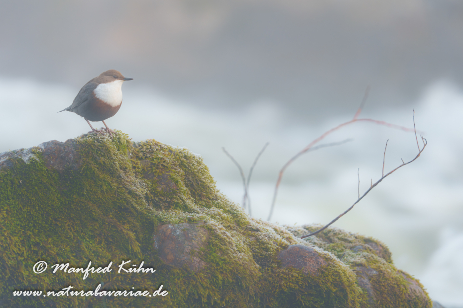 Wasseramsel ()_0652