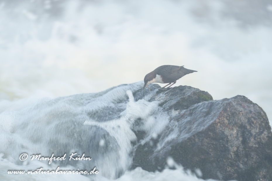 Wasseramsel ()_0654
