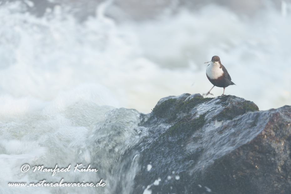Wasseramsel ()_0655