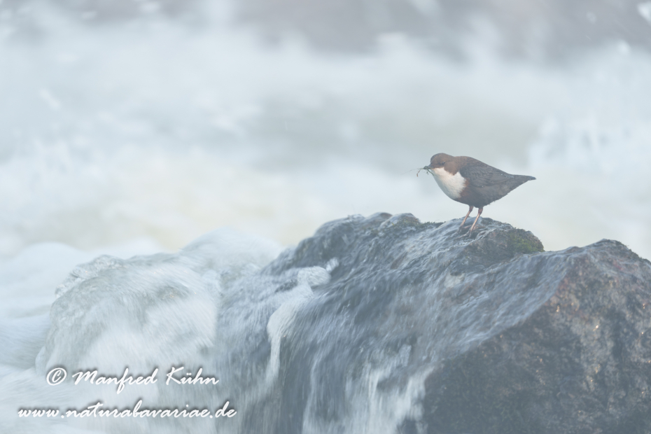 Wasseramsel ()_0657