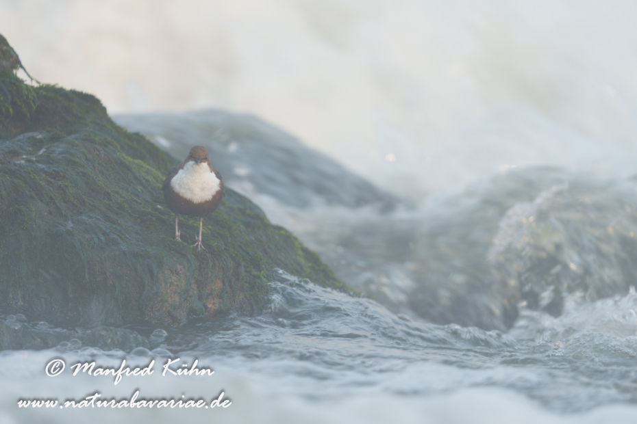 Wasseramsel ()_0668